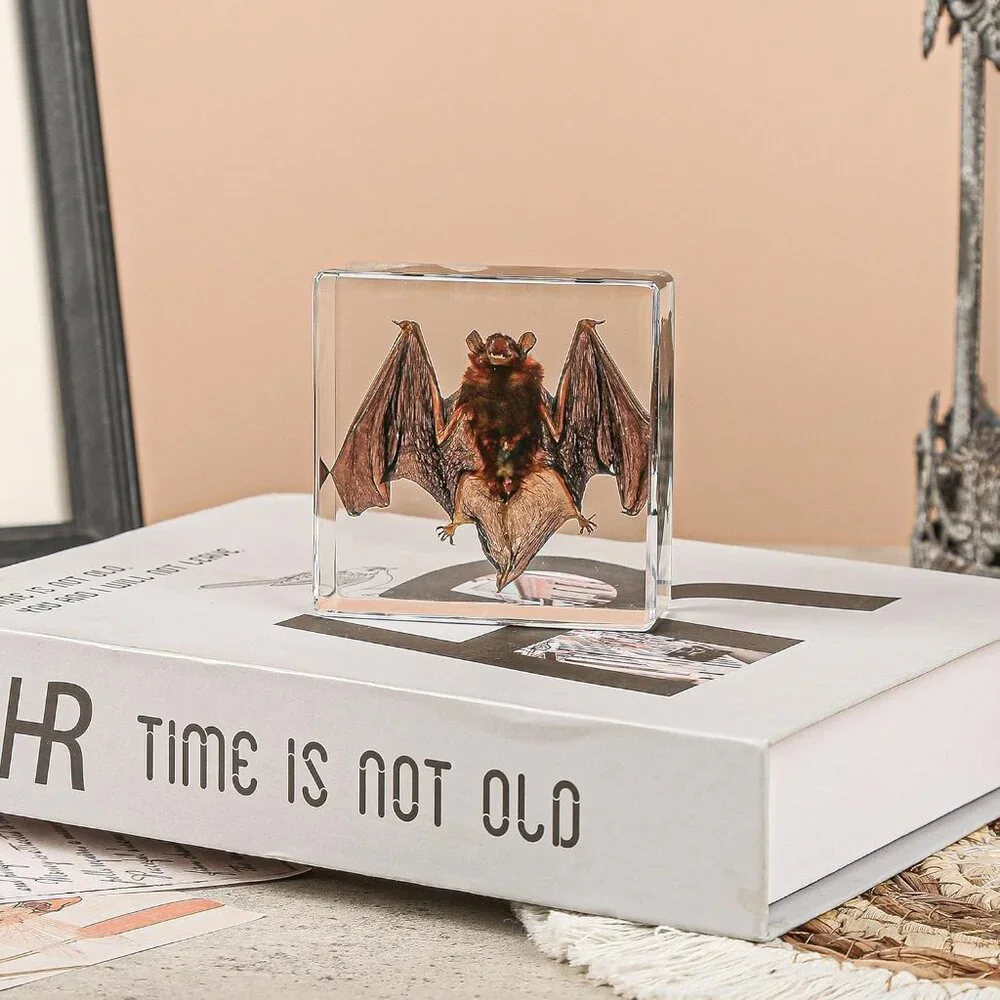 Real Bat Specimens,Taxidermy Bat Specimen in Resin for Science Classroom Science - Picture 2 of 7